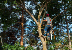 Tree Care